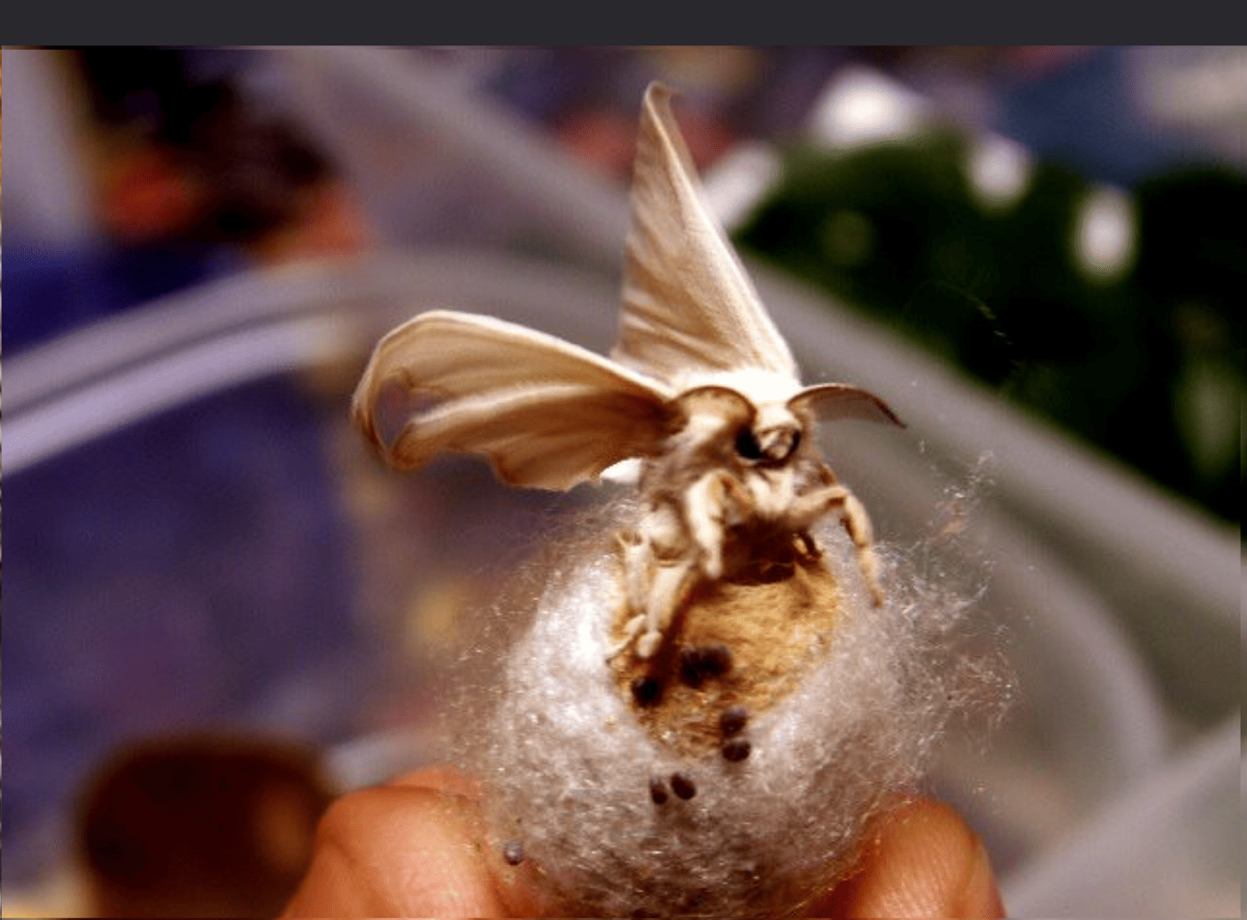 Silk Moth