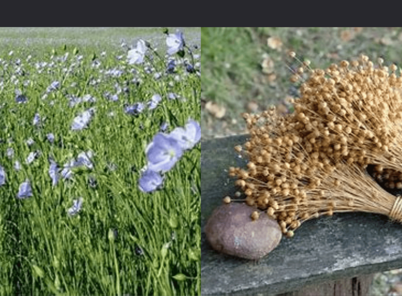 Cultivating Linen Fabric