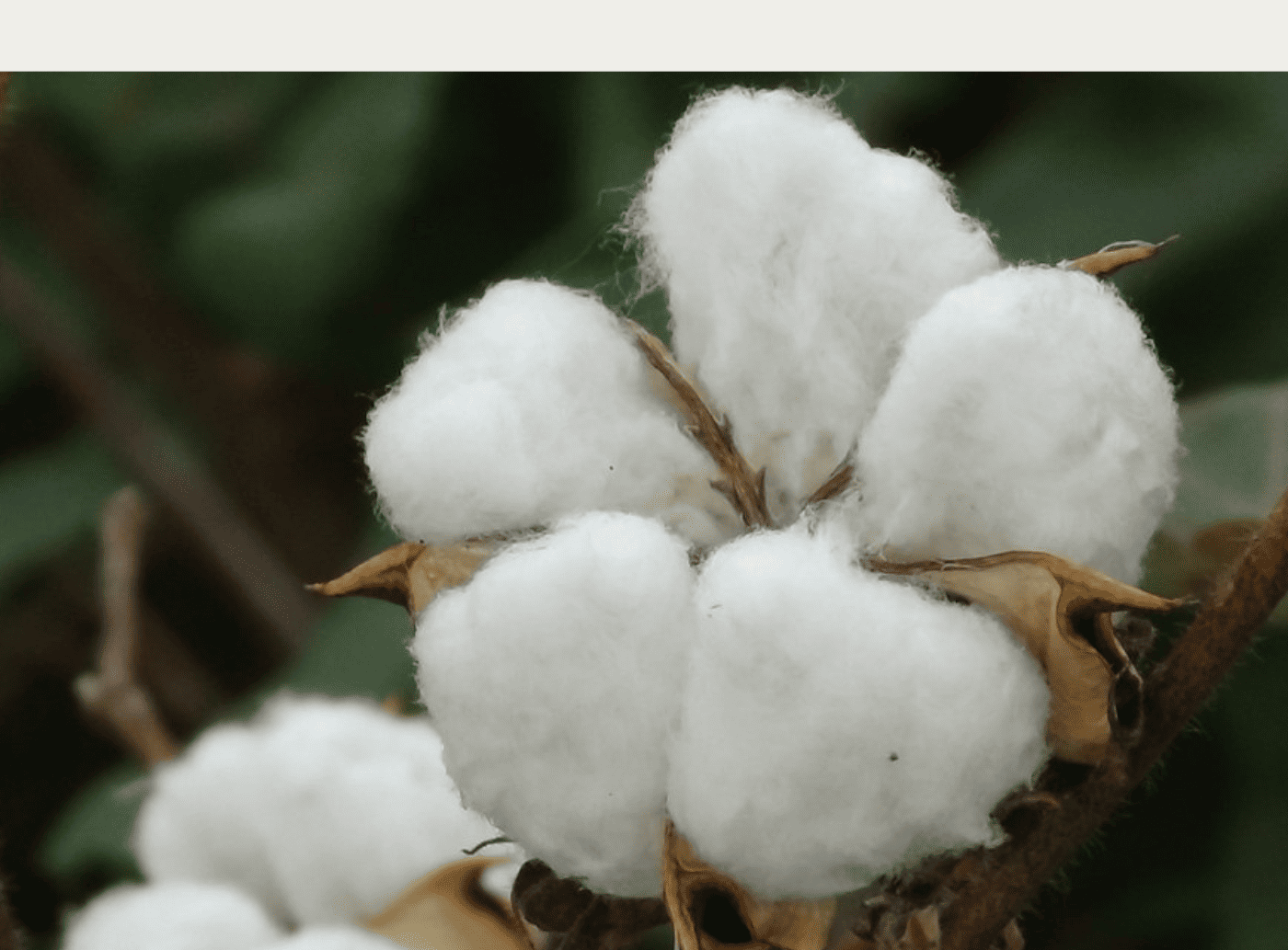 Cotton Plant