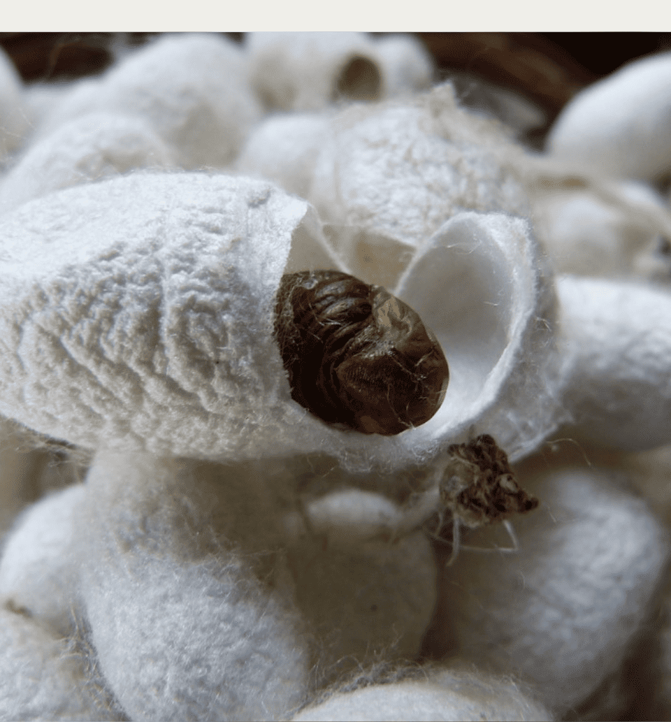 Silk Cocoon