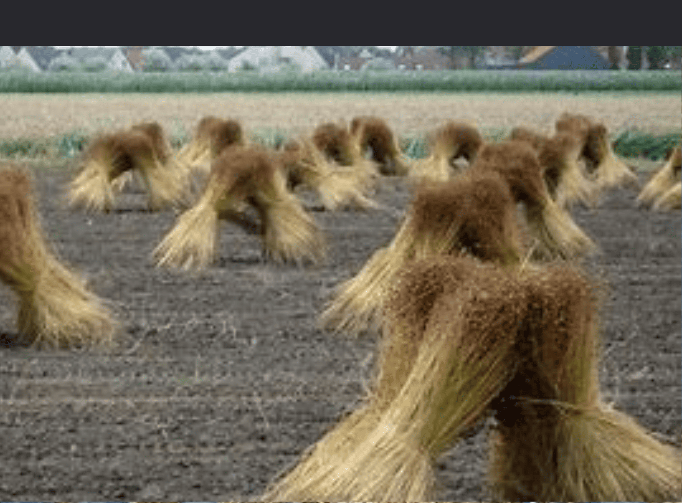 Retting of Linen Fiber