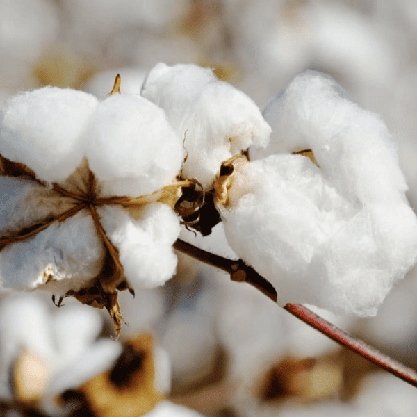 Organic Cotton Khadi, An Even Better Alternative